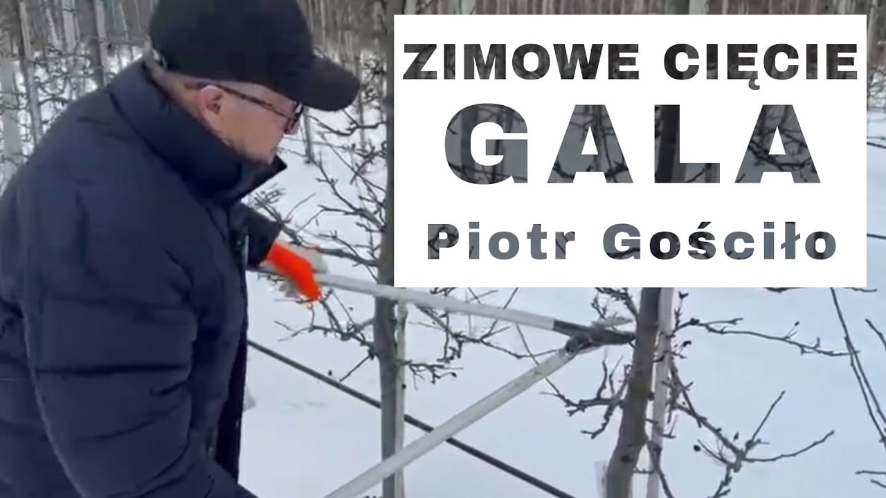 Cięcie Gali
