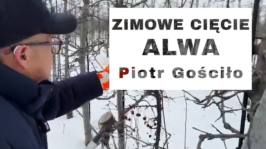 Cięcie Alwy - Komunikat Sadowniczy - Piotr Gościło