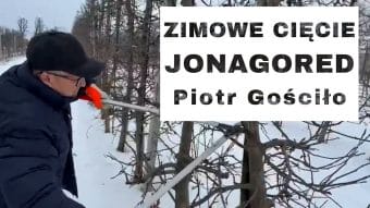 Zimowe cięcie - JONAGORED - Komunikat Sadowniczy - Piotr Gościło