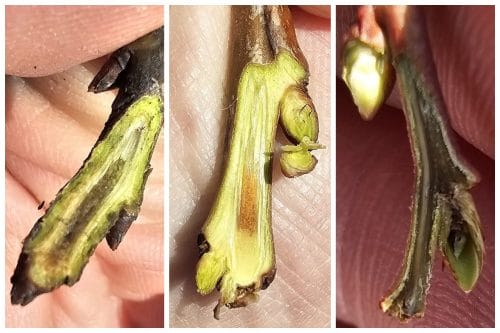 Ocena uszkodzeń mrozowych – pierwsze obserwacje i możliwe konsekwencje