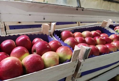Rekordowy luty dla polskiego eksportu jabłek – dokąd trafiły nasze owoce?