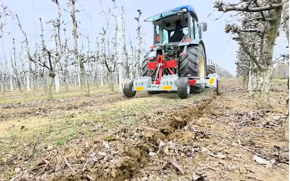 Wiosenne podcinanie korzeni