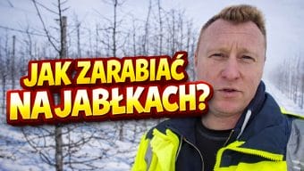 Jak zarabiać na jabłkach?
