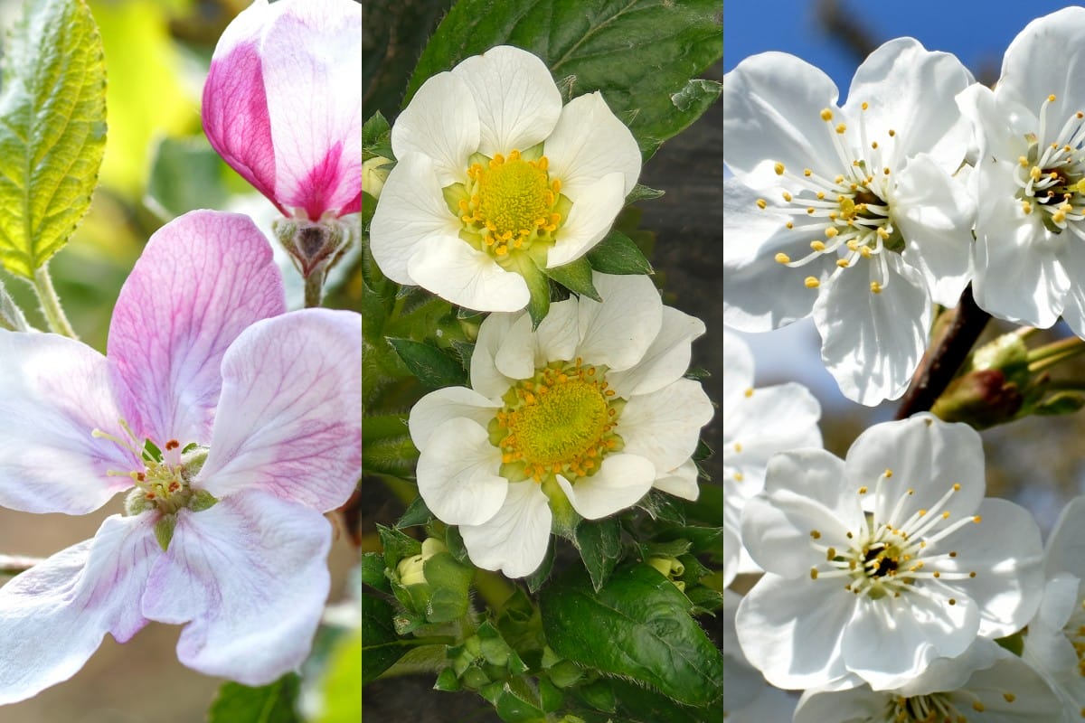 AVALON – trzy precyzyjne programy nawożenia dolistnego stworzone dla nowoczesnego sadownictwa i plantacji jagodowych