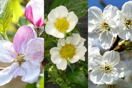 AVALON – trzy precyzyjne programy nawożenia dolistnego stworzone dla nowoczesnego sadownictwa i plantacji jagodowych