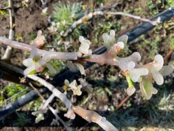 Pierwsze 12 godzin po przymrozku lub gradzie – kluczowy moment dla plonu