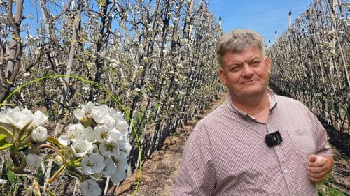 Grusza Konferencja w systemie Mikado – zalecenia na okres kwitnienia i przymrozków