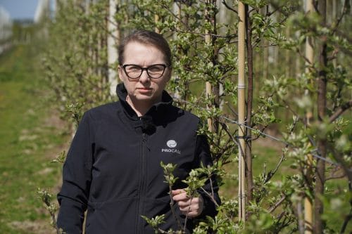 Przymrozki, parch i nawożenie – aktualna sytuacja w sadzie, 21.04.2026