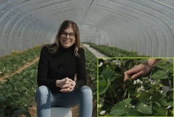 Kwitnie, wiąże, rośnie. Zadbaj o truskawki w tej fazie, a zbiory Cię zaskoczą!