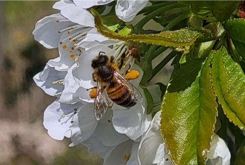 Gdy liczy się skuteczność i bezpieczeństwo zapylaczy - który acetymipryd do ochrony okołokwitnieniowej?