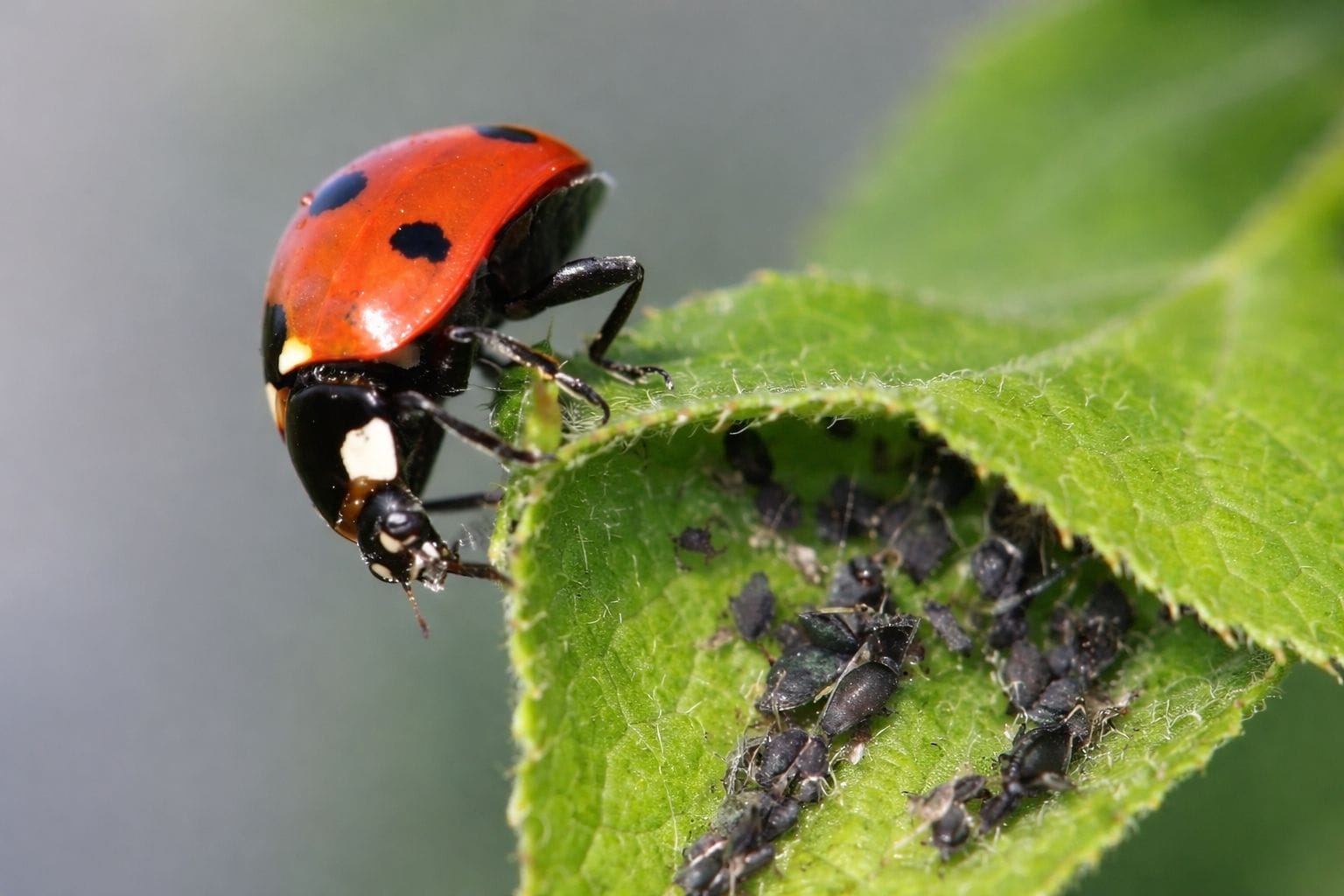 Mszyce buszują w sadach