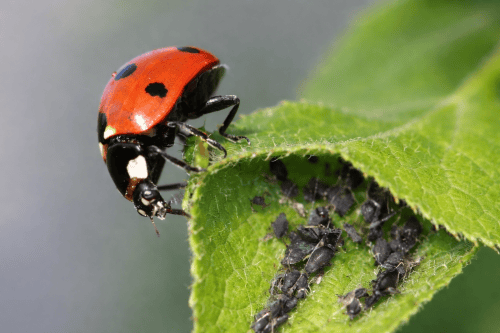 Mszyce buszują w sadach
