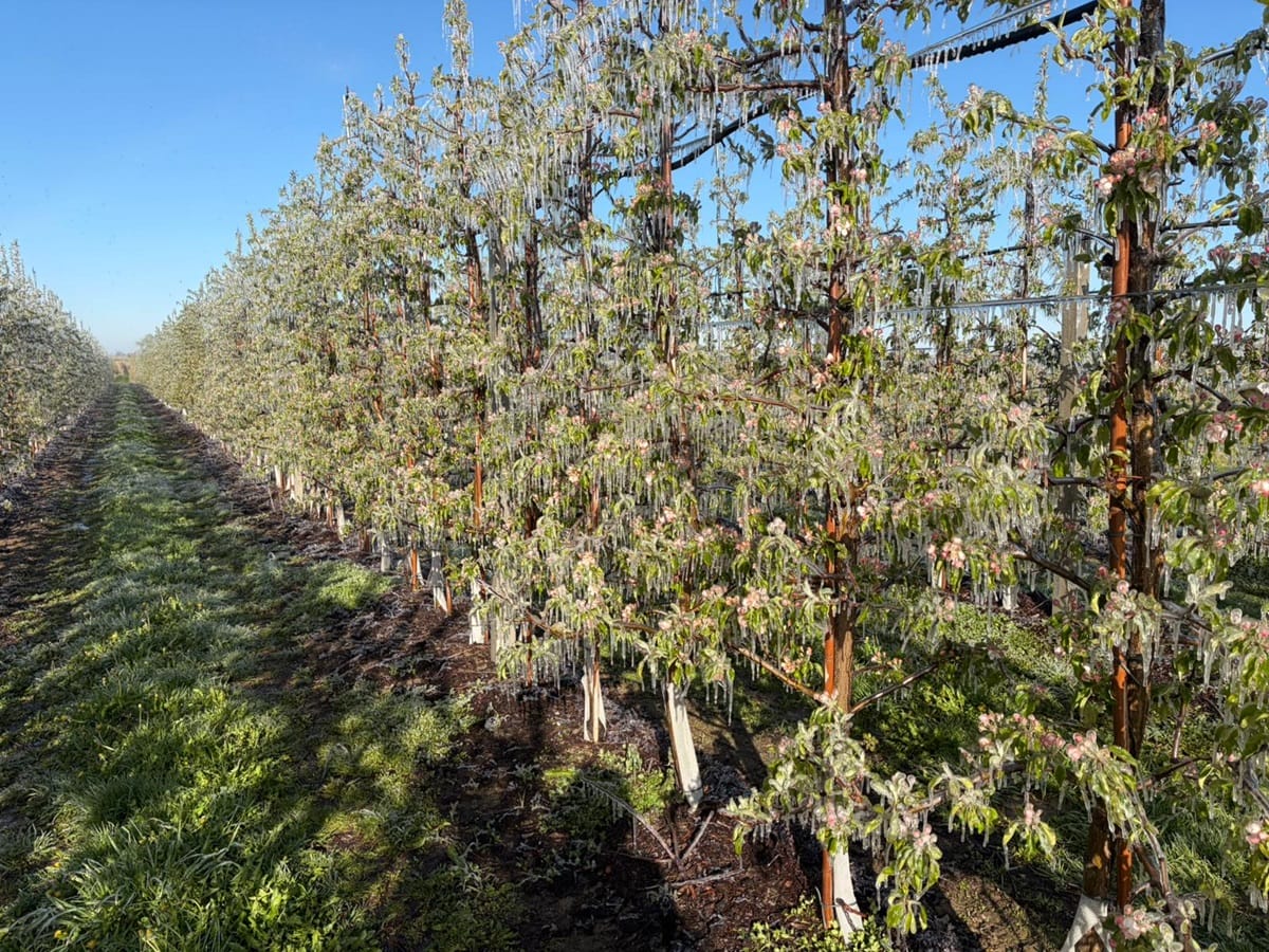 Słońce w majówkę nie wyklucza przymrozków. Co chłodna wiosna mówi o zmianie klimatu?