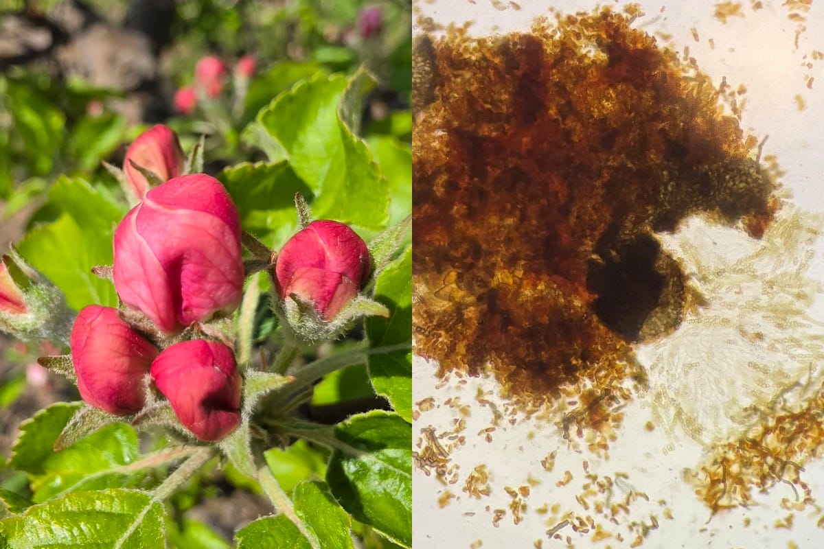 Wysokie zagrożenie parchem jabłoni