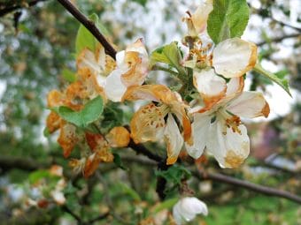 Trzeci sezon z rzędu przymrozki pustoszą polskie sady. Straty sięgają nawet 100%