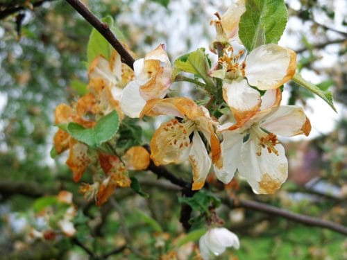 Trzeci sezon z rzędu przymrozki pustoszą polskie sady. Straty sięgają nawet 100%