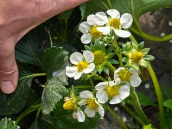 Kwitnienie truskawki w tunelu – kluczowy moment dla plonu i jakości owoców