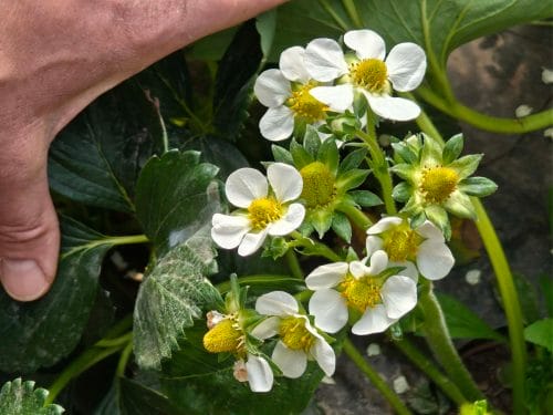 Kwitnienie truskawki w tunelu – kluczowy moment dla plonu i jakości owoców