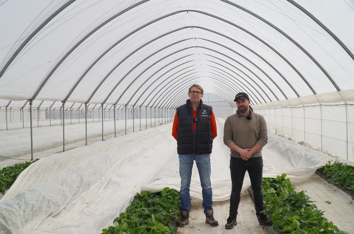 Przymrozki w uprawie truskawek tunelowych – ochrona i regeneracja