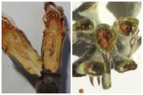 Skutki przymrozków z 11/12 kwietnia – zalecenia dla sadów i plantacji 