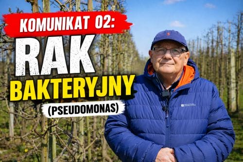 Komunikat 02: Rak bakteryjny (Pseudomonas)