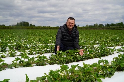 Większy plon truskawek i lepsza jakość owoców – kluczowe zabiegi w kwitnieniu