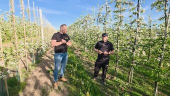Parch, szara pleśń i przymrozki – trudny start sezonu