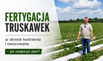 Fertygacja truskawek w okresie kwitnienia i owocowania – jak zwiększyć plon?