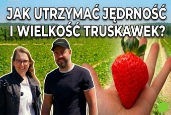 Jak utrzymać jędrność i wielkość truskawek?