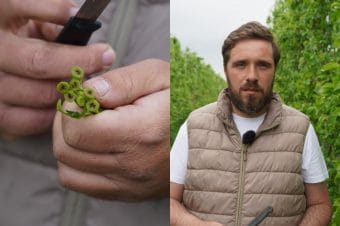Grusza Konferencja po przymrozkach – ocena zawiązków, presja Pseudomonas i zagrożenie miodówką