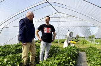 Jak skutecznie chronić truskawkę nie tylko w tunelach? Technologia zamgławiania