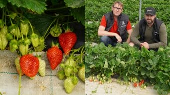 Smak i jędrność truskawek. Zaczynamy zbiory!