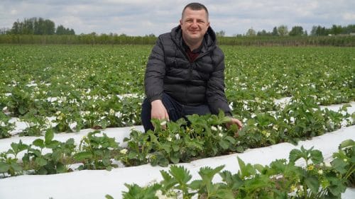 Szara pleśń w truskawkach – kluczowy moment ochrony w okresie kwitnienia