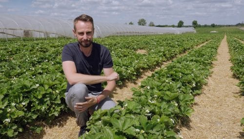 Truskawka po kwitnieniu: owocowanie, odżywianie i ochrona | dr inż. Radosław Łaźny
