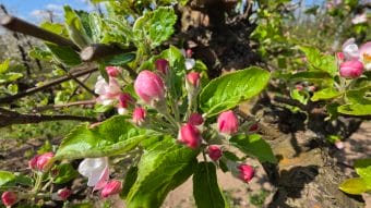 Kompleksowa strategia nawożenia jabłoni i gruszy w kluczowych fazach rozwoju