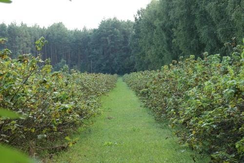 porzeczka eko plantacja