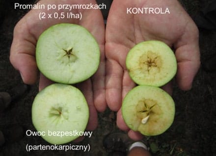 Bez_nazwy_przym.jpg