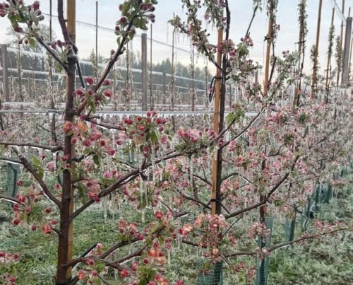 Komunikat Sadowniczy PROCAM z dnia 27.04.2026 Przymrozki