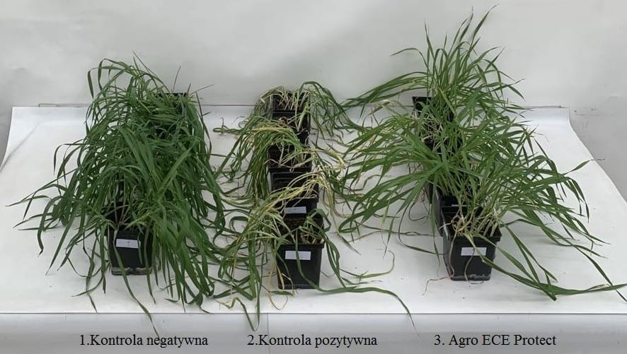 Fot._2._Uszkodzenia_spowodowane_upałami.jpg