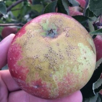 Fot._4_-_Pomrozowe_ordzawianie_przykielichowe.jpg