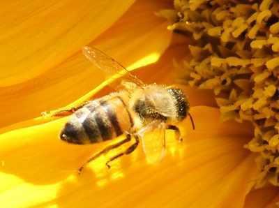 pszczola.e-sadownictwo