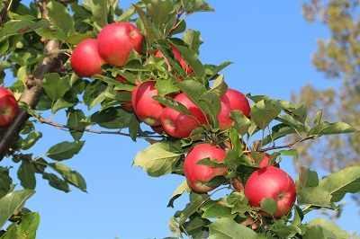 redredred.apple.czerwone.jablka.e-sadownictwo