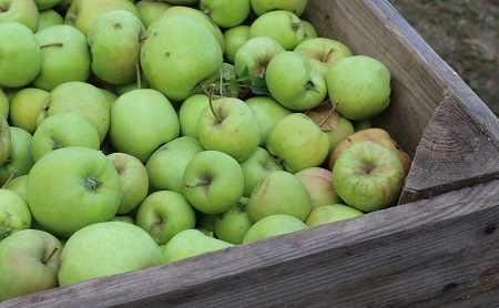 IMG 0760greenapp