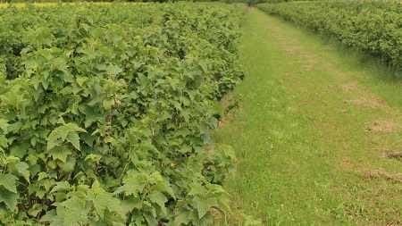 porzeczki plantacja