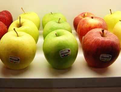 trzy kolorowe jablka r