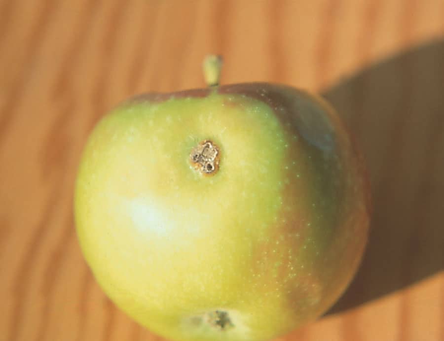 apples eye spotted bud moth 02 zoom