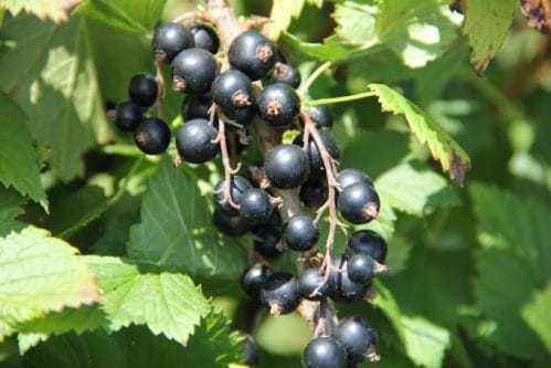 Porzeczka czarna - podsumowanie sezonu 2025