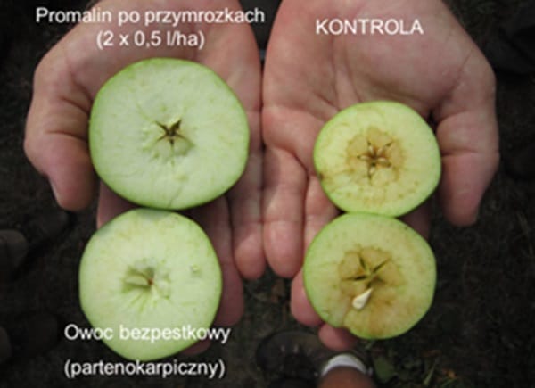 promalin po przymrozkach