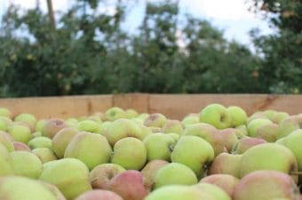 Rusza skup jabłek z przerywki – jakie stawki? 