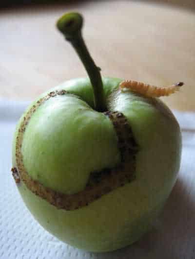 owocnica jablkowa ewelina wiacek